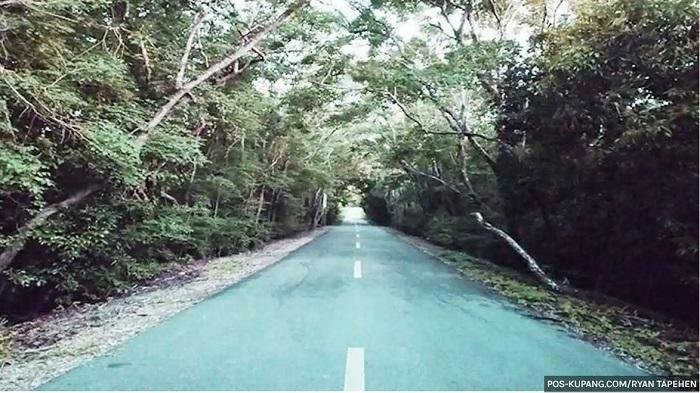 Pesona Taman Hutan Raya Prof Herman Yohanes di Amarasi, Tempat Berlindung Kuskus dan Rusa Timor