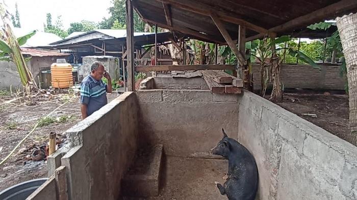 Kematian Babi Akibat Virus ASF di Sikka Bertambah, Total Menjadi 77 Ekor