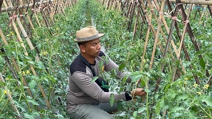 Kapolsek-Ndona-Ipda-I-Gede-Wisna-sedang-memanen-tomat.jpg