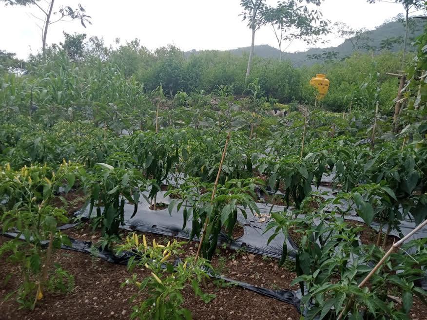 PLN UIP Nusra Lanjut Program Hortikultura Kelompok Tani Poco Leok Sekitar Wilayah PLTP Ulumbu 5-6