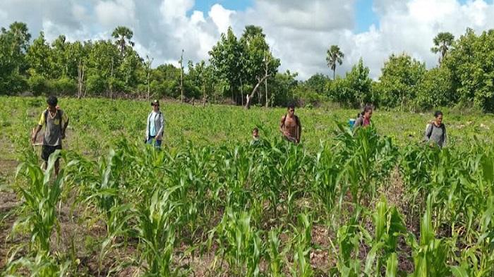 25 Hektar Lahan Pertanian Jagung di Desa Baumata Utara Terserang Hama Ulat Grayak