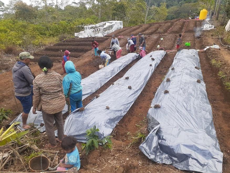 Program Desa Berdaya, PLN Buka 14 Lahan Kosong Warga Poco Leok Jadi Lahan Pertanian Hortikultura
