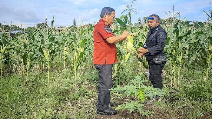 Lapas Atambua Siap Panen Jagung di Lahan Seluas 3.800 Meter Persegi