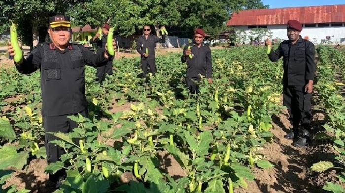 Warga Binaan Lapas Atambua Sukses Budidayakan Terong