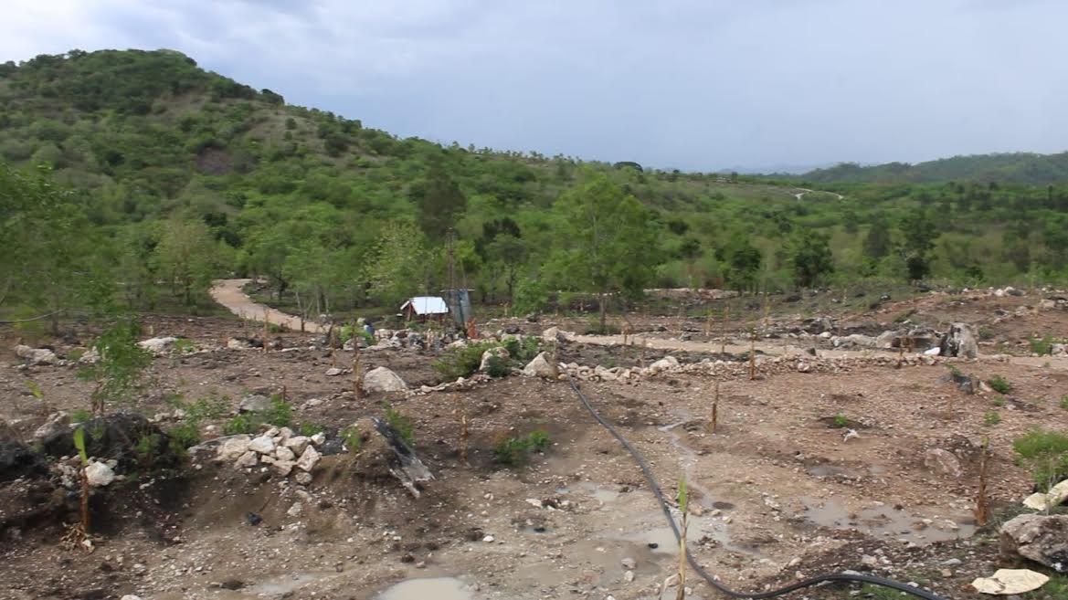 Kelompok Tani Nekmese Bikomi Pulihkan Lahan Kritis di Kelurahan Tubuhue Timor Tengah Utara