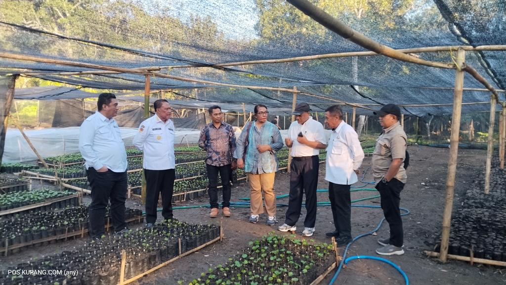 Dirjen Perkebunan Kementerian Pertanian Kunjungi Pusat Pembenihan Kopi di TTS - Pos-kupang.com