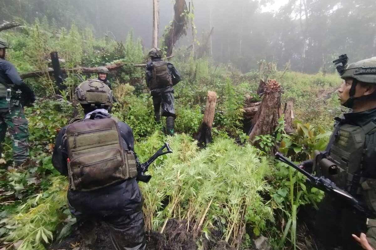 Ladang-ganja-seluas-5000-meter-persegi-di-wilayah-Serambakon-Kabupaten-Pegunungan-Bintang-Papua.jpg