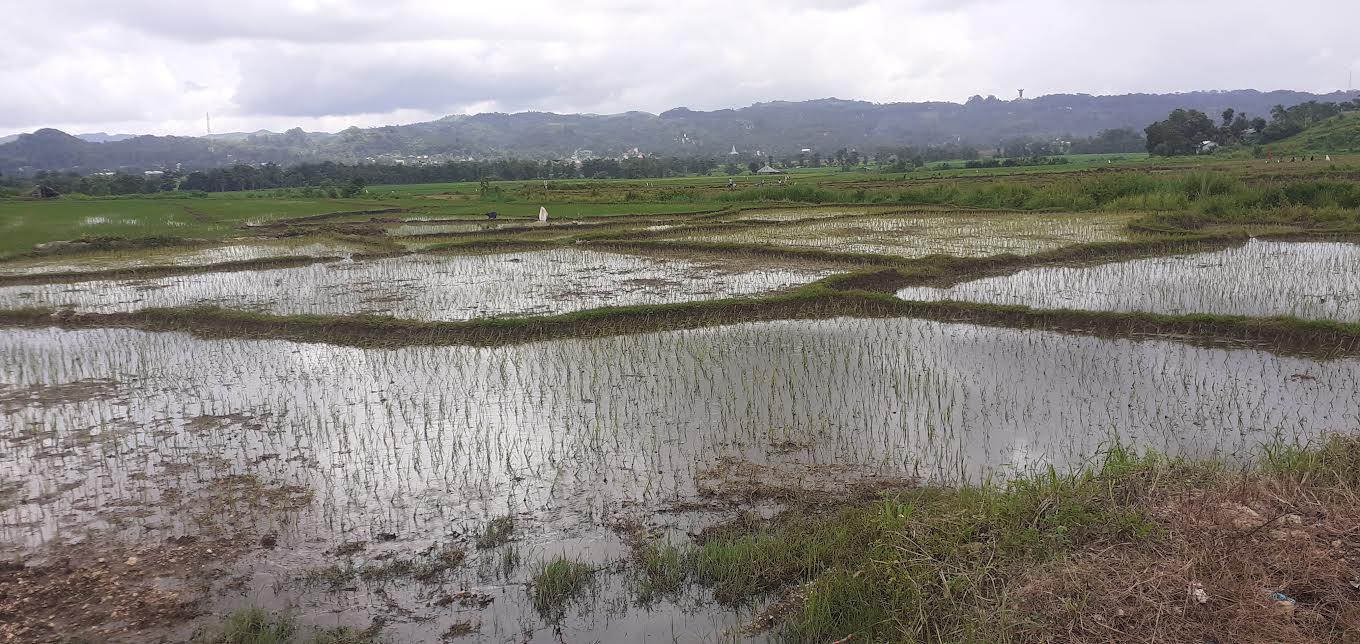 Petani di Sumba Barat Mulai Menanam Padi