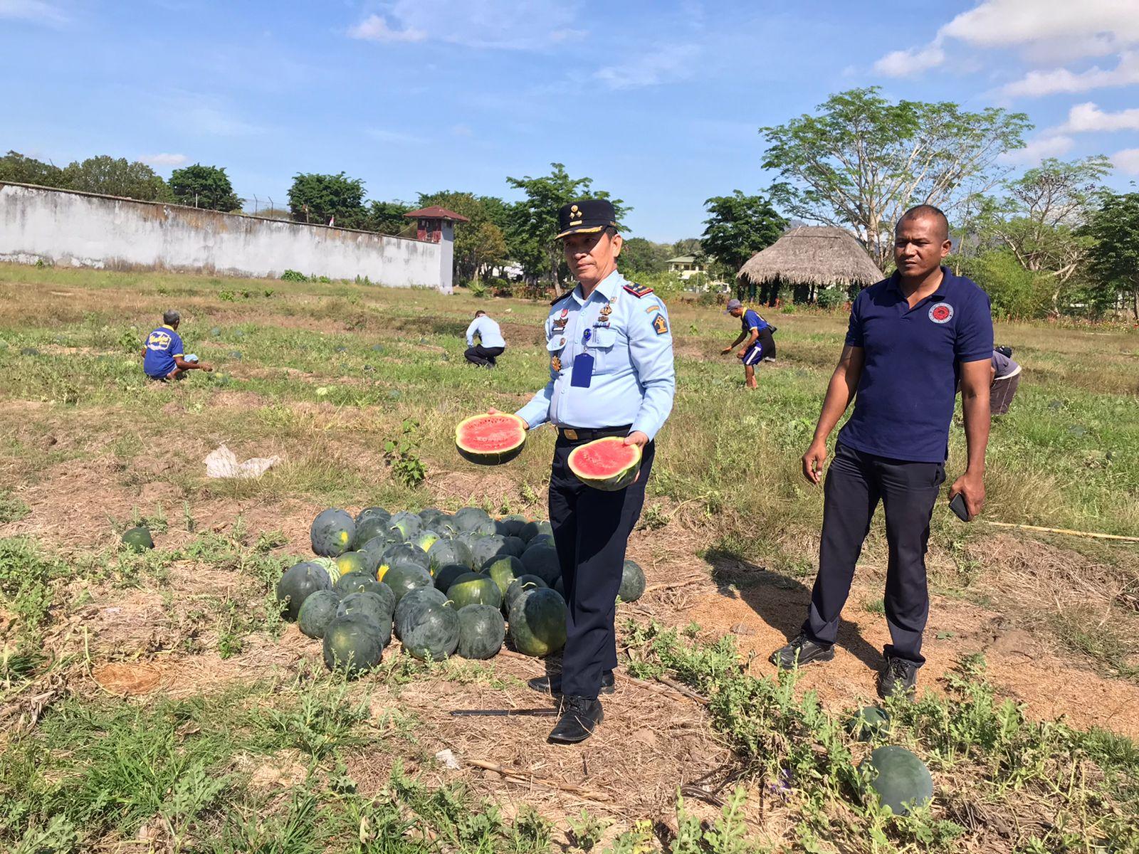 Lembaga Pemasyarakatan Atambua Panen Hasil Kerja Warga Binaan, Begini Hasilnya