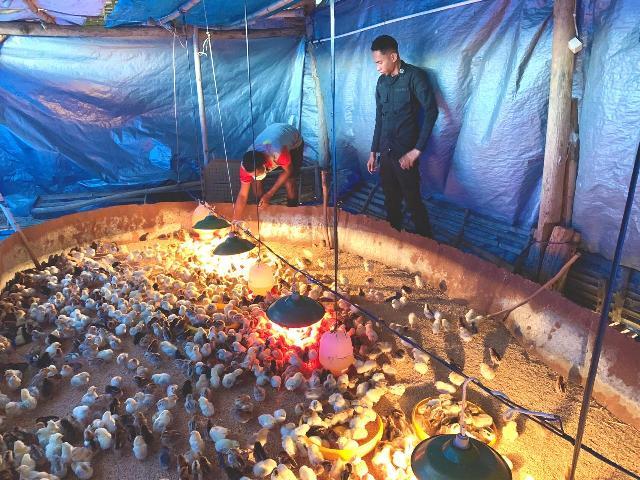 WBP Lapas Atambua Budidaya 3.000 Ekor Ayam KUB