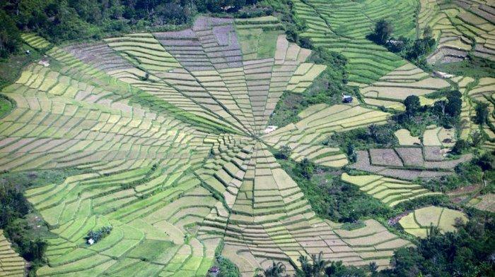 Lingko-Meler-atau-Spider-Rice-Field-di-Manggarai.jpg