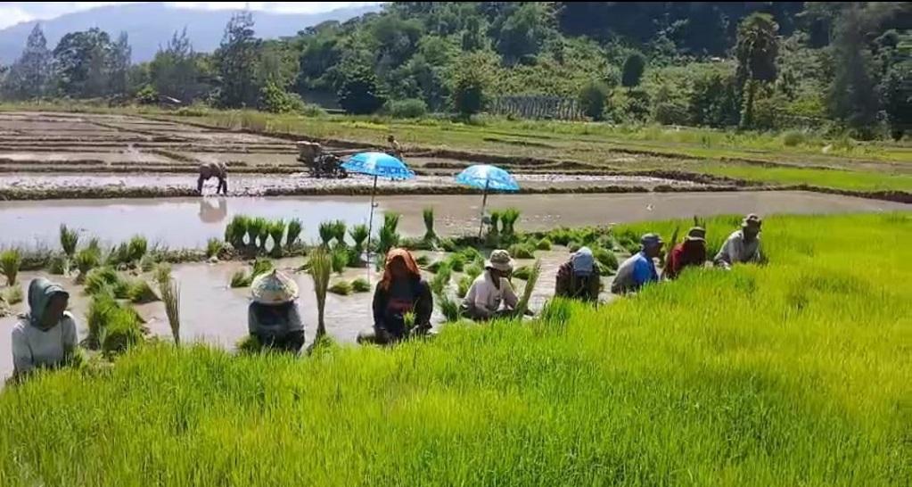 Luas-Lahan-Tanam-LTT-padi-di-Kabupaten-Belu.jpg