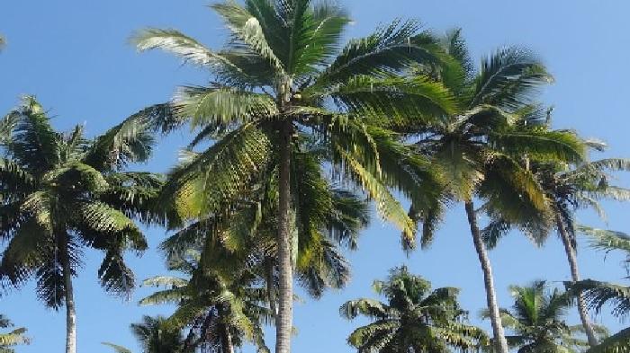 Kearifan Lokal Masyarakat Desa Oesusu, Masyarakat Panen Kelapa dan Pinang 3 Kali Setahun