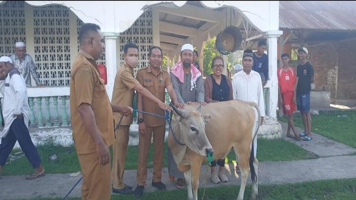 Pemkab Flores Timur Salurkan 4 Sapi Kurban Bagi Umat Muslim, 1 dari Pemprov NTT