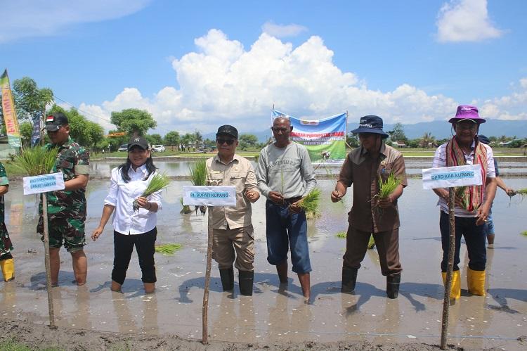 Pemkab Kupang Dukung Program Makan Bergizi Gratis Melalui Gerakkan Percepatan Tanam