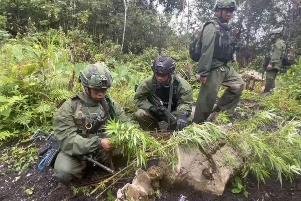 Personil-gabungan-TNI-Polri-saat-mencabut-ganja-yang-ditemukan-di-tengah-hutan.jpg