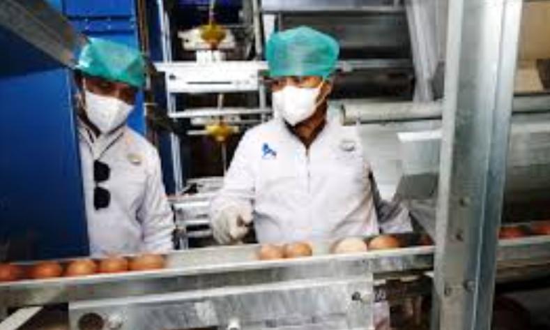 Delegasi Timor Kunjungi Peternakan Ayam di Kabupaten Malang