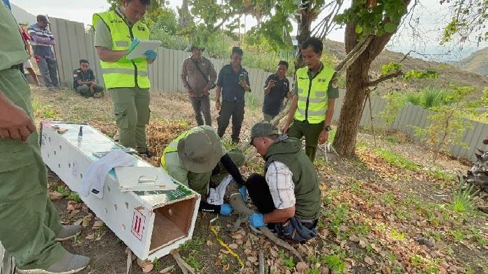 Enam Ekor Komodo akan Dilepasliarkan di Cagar Alam Wae Wuul Labuan Bajo