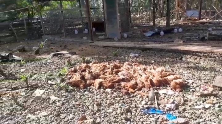 Ratusan-ayam-petelur-siap-produksi-milik-BUMDes-Desa-Wesey.jpg