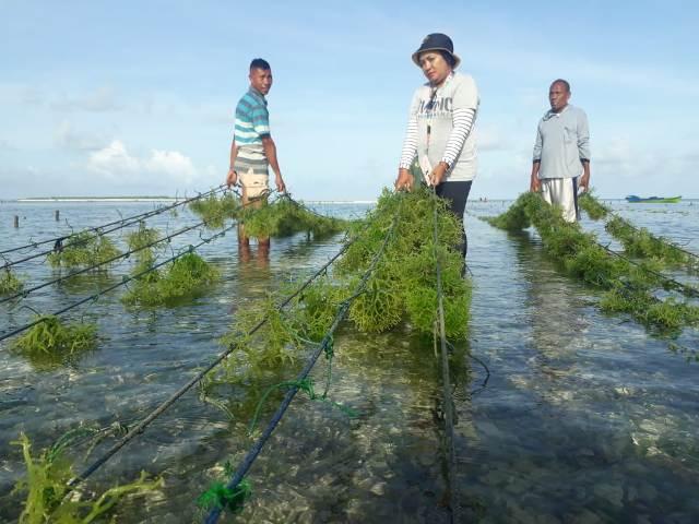 Rumput-laut-Rote-Ndao.jpg