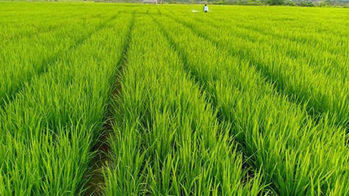 Semakin Sedikit Anak Muda Jepang yang Mau Jadi Petani
