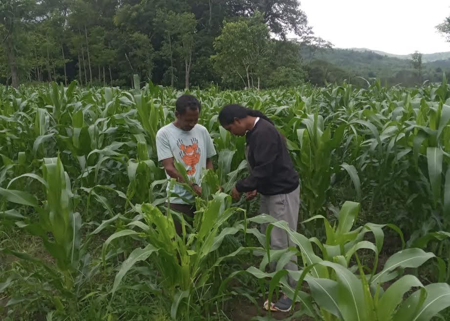 1.674 Hektar Lahan Pertanian Jagung di Belu Diserang Hama Ulat Gerayap