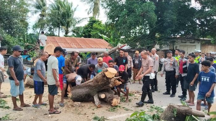Sebuah-pohon-besar-tumbang-dan-memalang-badan-Jalan-Timor-Raya.jpg