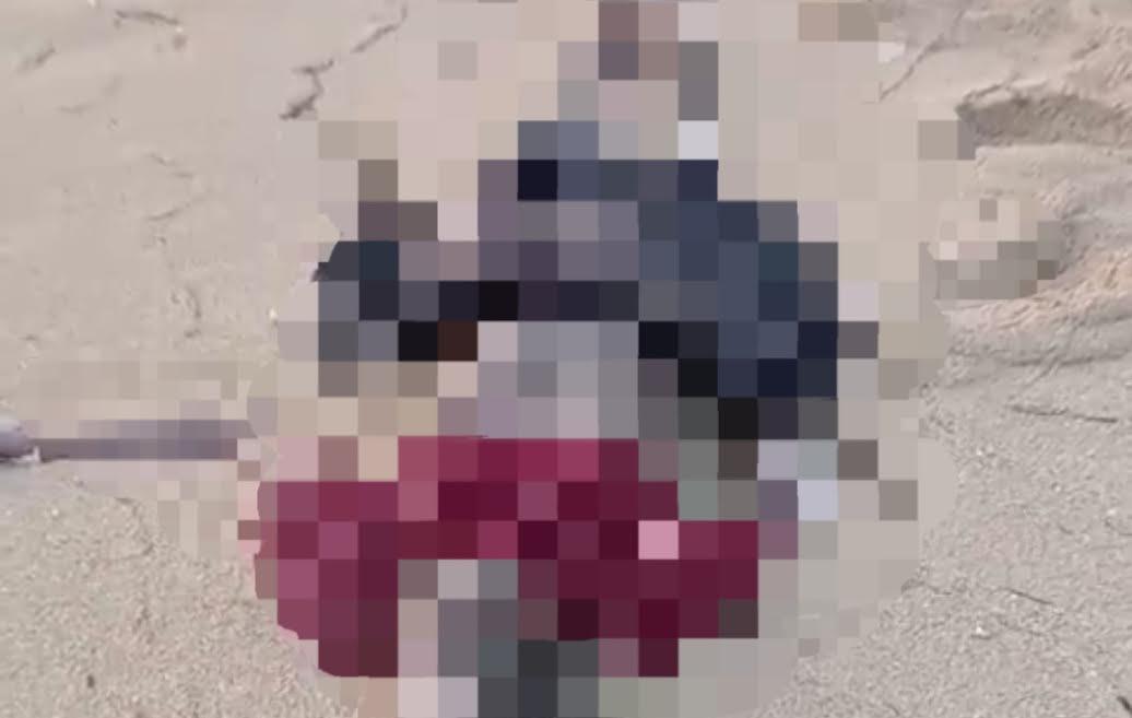 Identitas Mayat Pria Terdampar di Flores Timur, Pamit untuk Tangkap Ikan