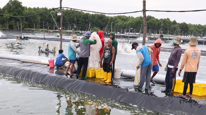 Kepala Desa dan Enam Petani jadi Saksi Sidang Korupsi KUR Tambak Udang - Pos-kupang.com