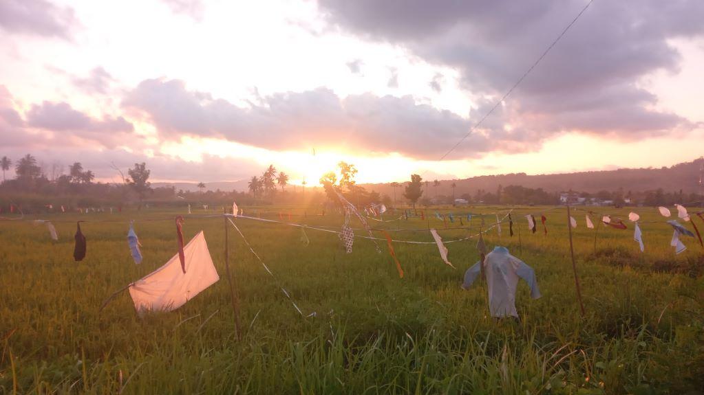 Senja Menawan di Tengah Sawah, Potret Harmoni Alam dan Kearifan Petani Lokal di Kabupaten Malaka