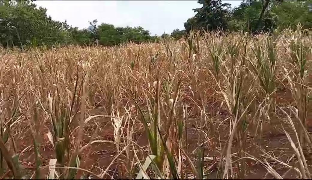 Curah Hujan Minim, BPBD Manggarai Timur Koordinasi Dengan Distan, Dinsos dan DKPP