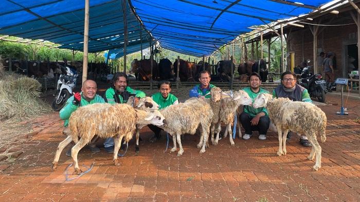 Wujud-apresiasi-berupa-hewan-kurban-kambing-diberikan-kepada-mitra-pengemudi.jpg