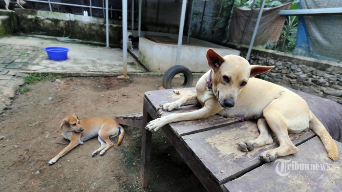 Di Lembata-NTT, Penis Bayi Digigit Anjing, Begini Kondisi Penisnya