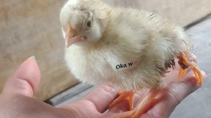 Aneh Tapi Nyata, Pria Ini Miliki Anak Ayam Berkaki 4, Beranus 2 & Berjari 14, Simak YUK INFO