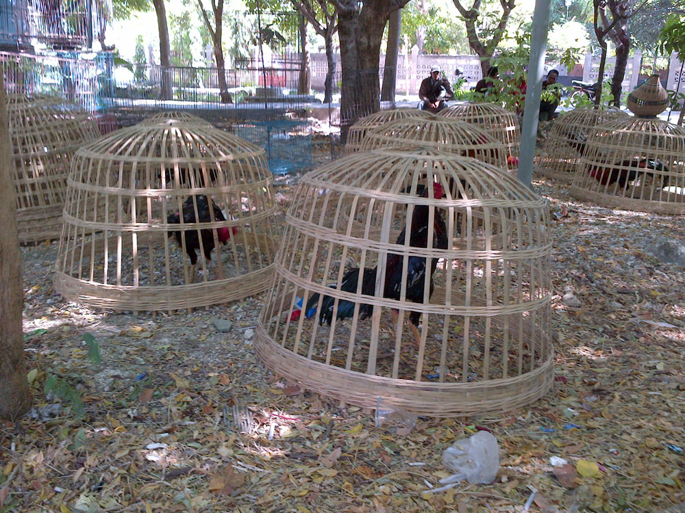 Paguyuban Penggemar Ayam Batotok Berusia Tiga Tahun