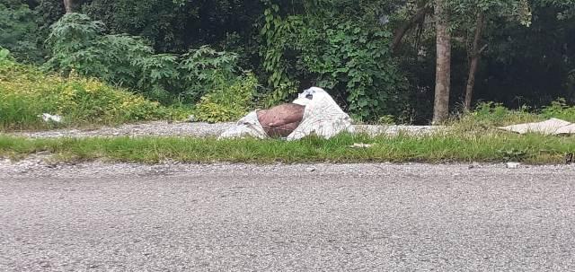 Cegah Penularan Penyakit Babi, Kadis Peternakan Sumba Barat Daya Imbau Warga Kuburkan Bangkai Babi