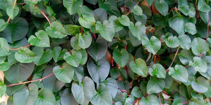 Tips Menghilangkan Jerawat dengan Daun Binahong