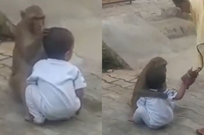 Seekor Monyet Culik Bocah Dan Perlakukan Bak Anak Sendiri