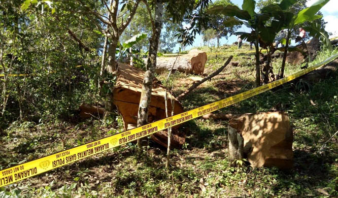 Daniel Tewas Tertimpa Kayu