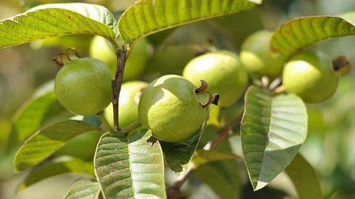 Cara Memakai Daun Jambu Biji Untuk Merawat Wajah Bebas Jerawat, Flek Hitam dan Kurangi Kerutan