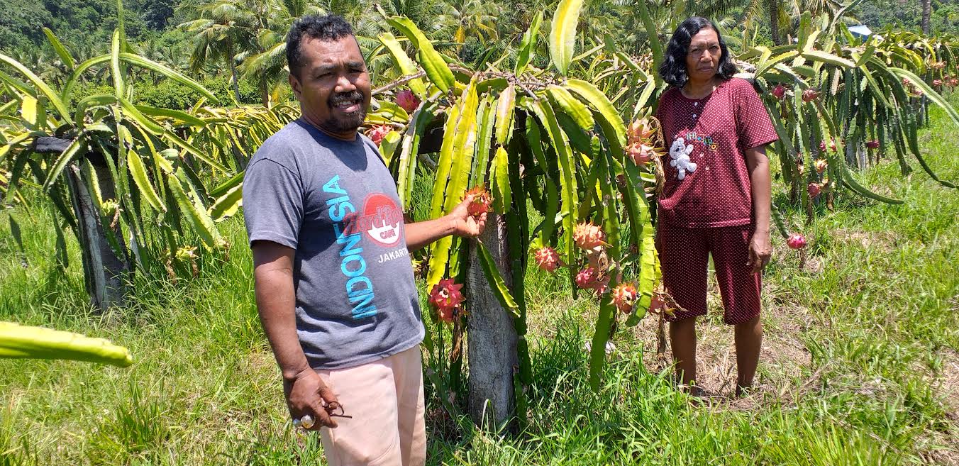 Berani Merubah Pakem, Kristoforus Berhasil Kembangkan Usaha Buah Naga di Mauponggo