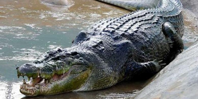 Buaya Sudah Menewaskan Sedikitnya 41 Warga NTT. Inilah Daftar Nama Para Korban