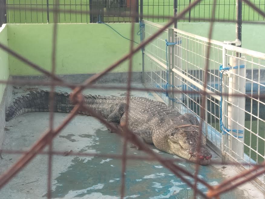 BERITA POPULER: Buaya Raksasa Serang Ternak di NTT, Ustadz Yusuf Mansur Disindir & Cut Mini Berduka