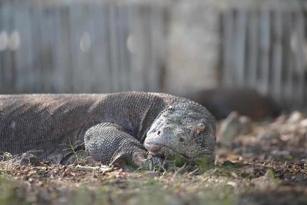 Jelang Pembukaan Pariwisata Labuan Bajo, Sistem Registrasi Online Segera Diuji Coba