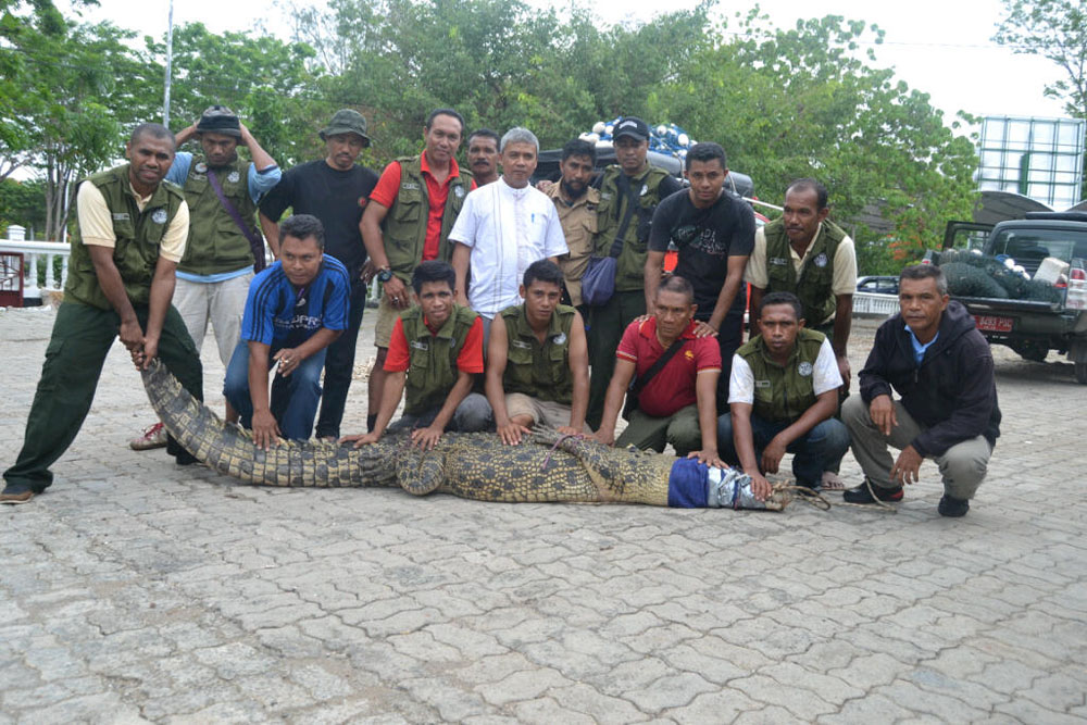 Perbaik Tambak Bandeng, Paulus Tewas Diserang Buaya