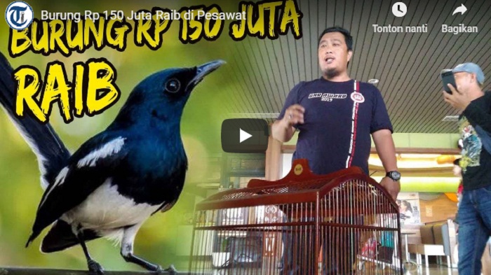 Burung Kacer Rp 150 Juta Hilang di Pesawat Tujuan Pontianak, Begini Kronologi Lengkapnya!