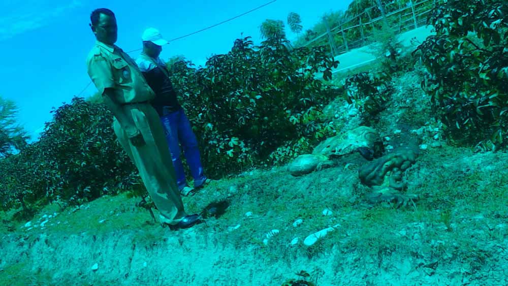 Bukan Pertama Kali, Pencuri Ternak Tinggalkan Isi Perut Sapi di Jalanan Oebelo Amanuban Selatan