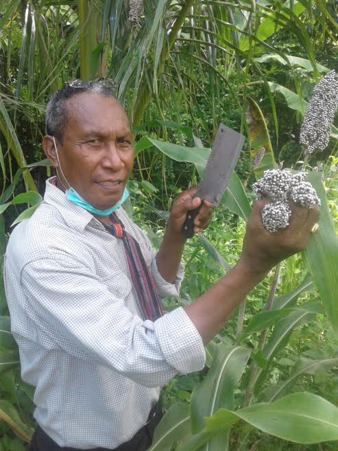 Desa Koting C Di Sikka Panen Sorgum