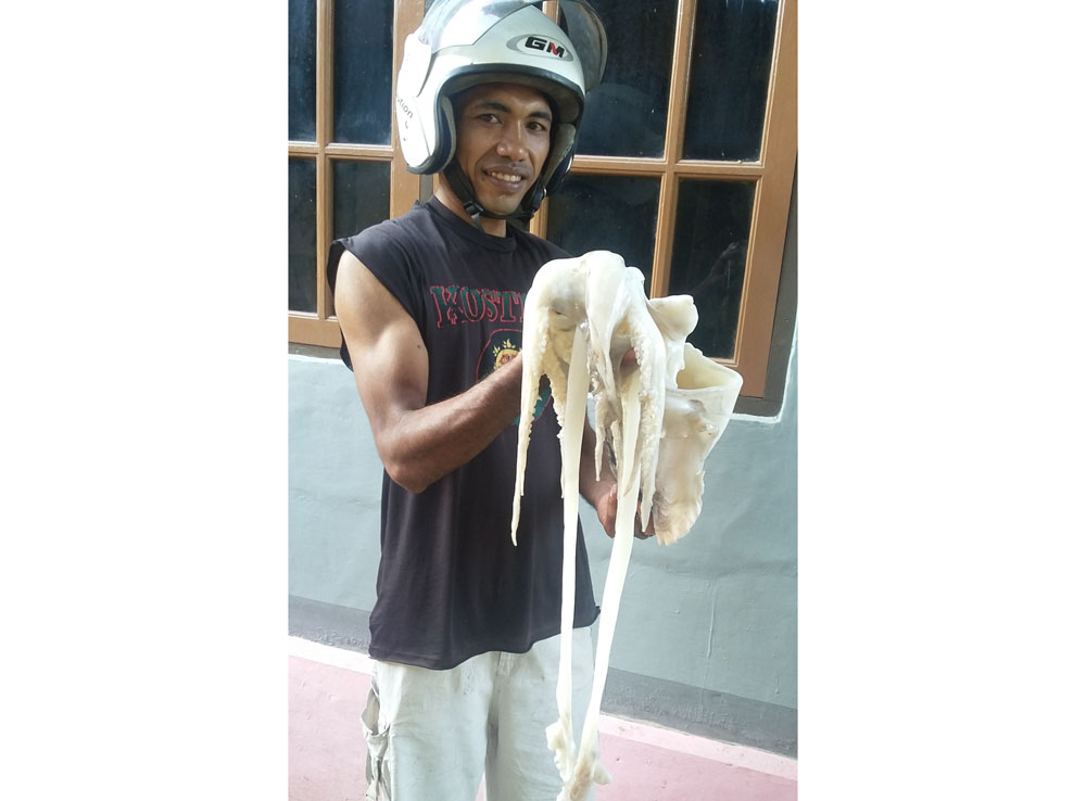 Kepoin Guys ! 4 Manfaat Tinta Cumi-cumi dari Perkuat Imunitas Hingga Melawan Kanker