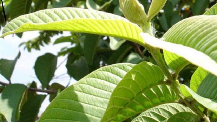 Turunkan Berat Badan Dengan Makan Jambu Biji